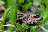 Nordische-Gebirgsschrecke-_Bohemanella-frigida_-[Melanoplus-frigidus]-Larve--Graubuenden-PS.jpg